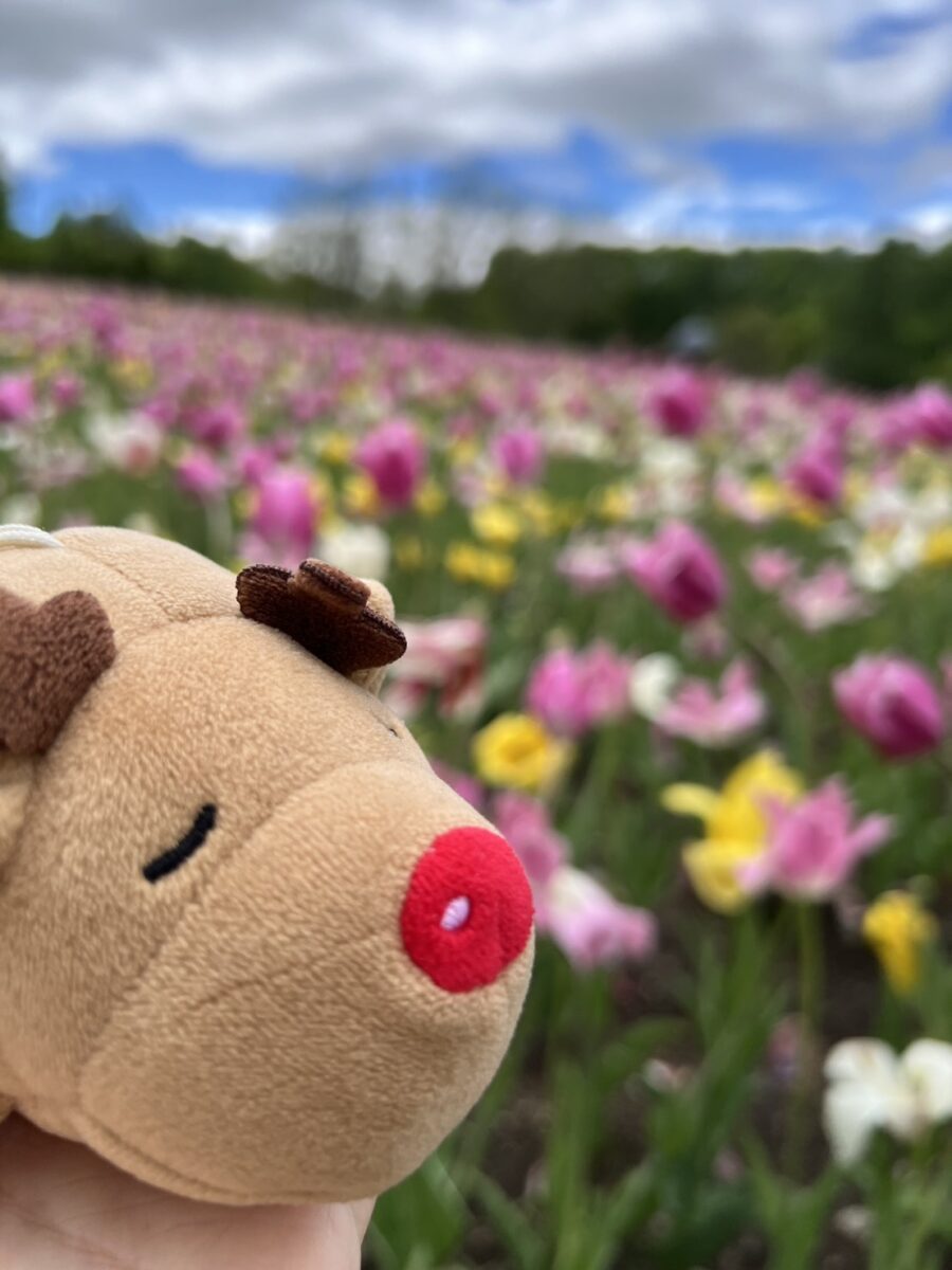 鬱金香公園