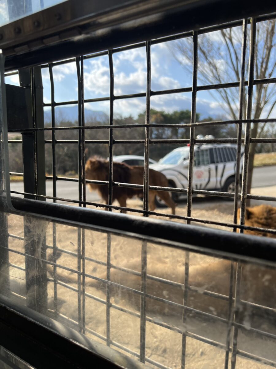 九州動物園 (6)